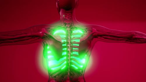Science Anatomy Scan of Human Lungs