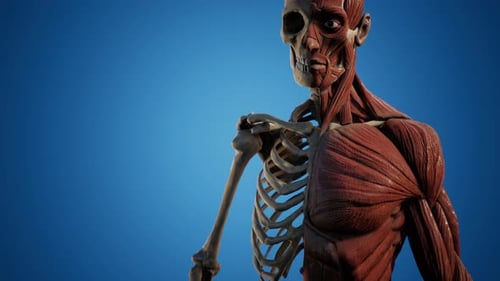 Muscular and Skeletal System of Human Body