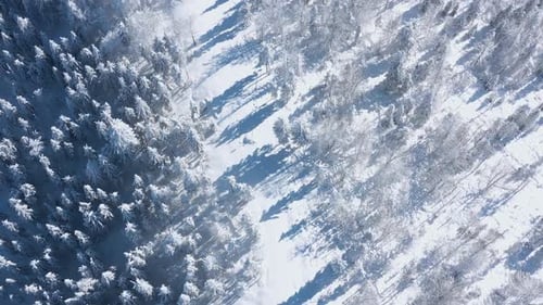 Top View of a Fabulous Winter Forest in Clear Sunny Day