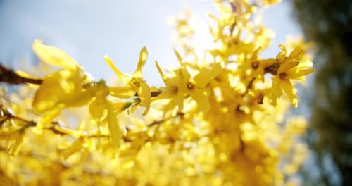 Close Up Forsythia Flowers Front Blue Sky