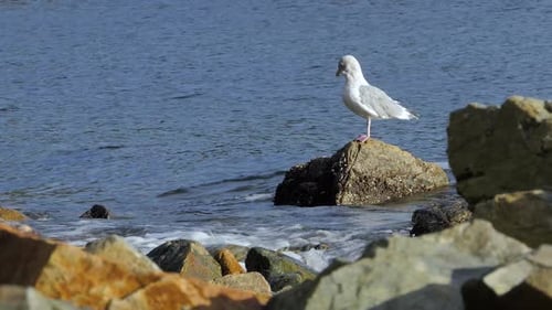 Ocean Seagull - Shore Waves - Coast Rocks
