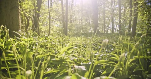 Bright Sun Glare Shining Down on Lush Green Forest Trees and Plants