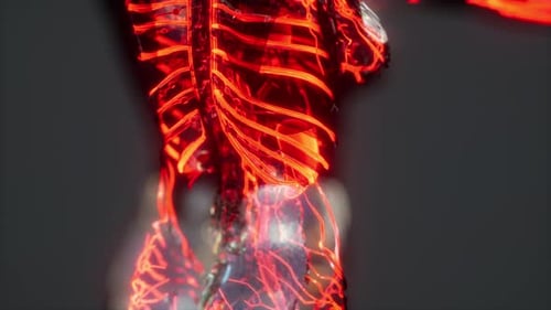 Analyse des menschlichen Anatomie-Scans, der die Durchblutung zeigt