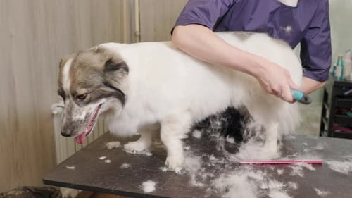 Professional woman groomer shaving dog with trimmer. Animal hair cut and pet care at home.