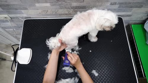 Woman groomer trimming fur of obedient small dog in modern veterinary studio