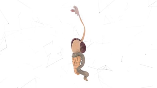 Man Digestive System V2 Hd