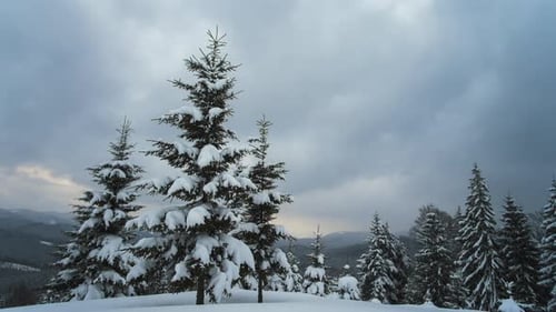 Panoramic Landscape with Evergreen Pine Trees Covered with Fresh Fallen Snow After Heavy Snowfall in
