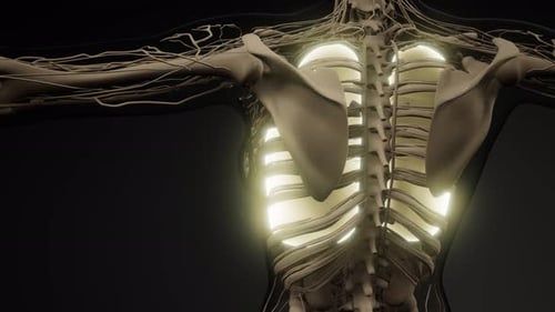 Science Anatomy Scan of Human Lungs