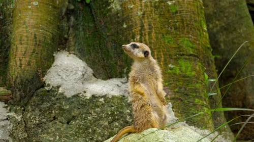 Meerkat Looking Out
