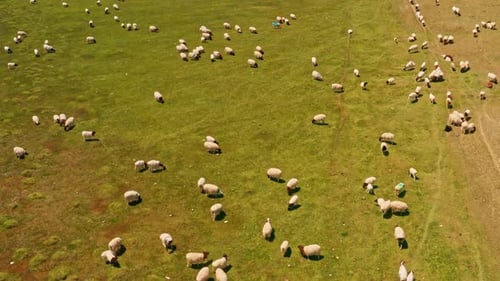 Bayinbuluku grassland and sheep