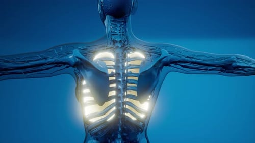 Science Anatomy Scan of Human Lungs