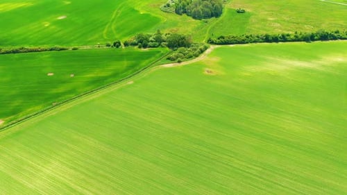 Bird's eye view of agricultural area and green wavy fields in sunny day. Agronomic industry. Agraria