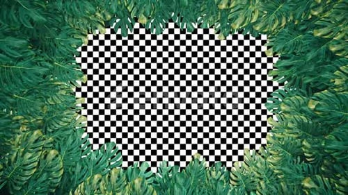 Frame Swiss Cheese Plant HD