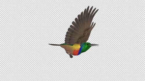 African Bird - Rainbow Sunbird - Flying Loop - CU Side View - Alpha Channel