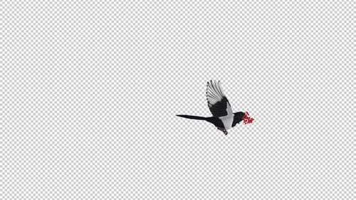 Magpie Bird With Red Rowan Berries - Flying Transition I