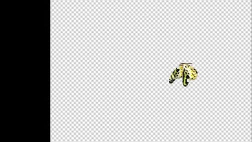 Butterflies Transition v4