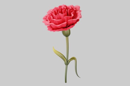 Preview: Pink Carnation