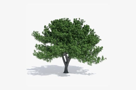 Aperçu: Chêne mature au feuillage complet