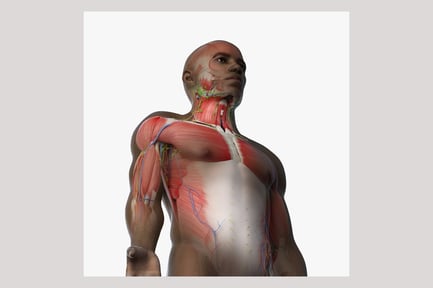 Preview: Rigged African Male: Full Anatomical System