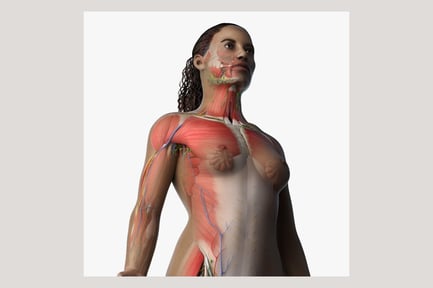 African Female Anatomy: Full System Visualization