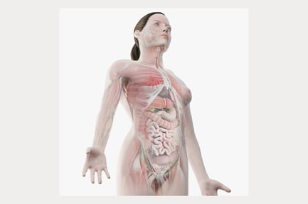 Preview: Complete Female Anatomy System