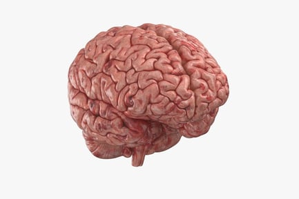 Aperçu: Modèle détaillé du cerveau humain