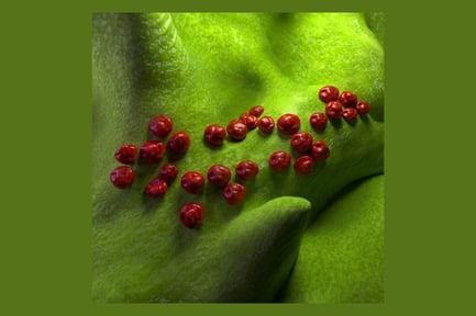 Aperçu: Groupe de bactéries Chlamydia trachomatis