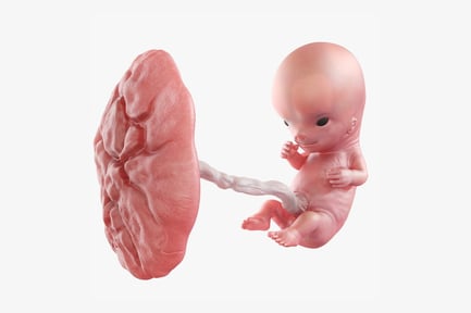 Aperçu: Foetus humain à 10 semaines avec placenta