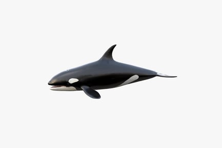 Visualização: Orca detalhada: predador marinho