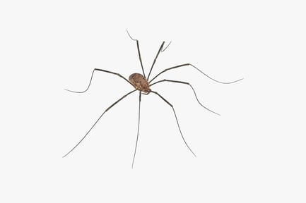 Preview: Detailed Daddy Long Legs Harvestman