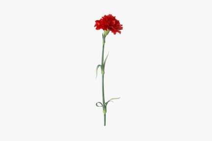 Single Red Carnation Flower