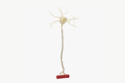 Detailed Motor Neuron with Myelin Sheath and Synaptic Terminals