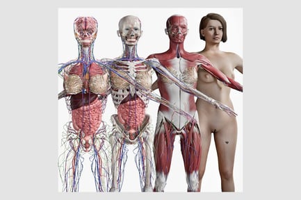 Preview: Complete Female Anatomy: Skeleton, Muscular, Nervous Systems