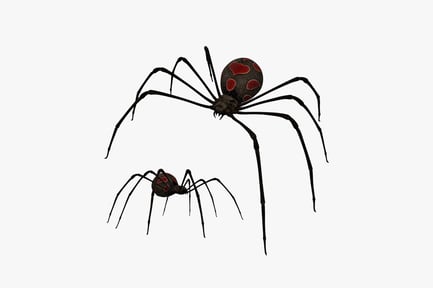 Preview: Two spiders with red markings