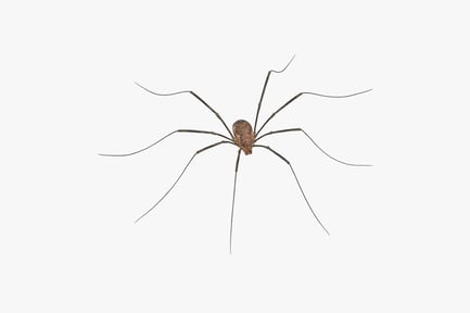 Preview: Harvestman, Relaxed Daddy Long Legs Spider