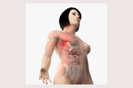Preview: Detailed Asian Female Anatomy with Muscular, Nervous, and Skeletal Systems